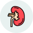 Kidney